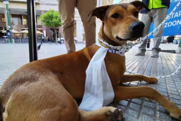 La Municipalidad refuerza la campaña para evitar que se pierdan perros durante el Milagro
